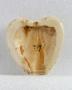Heart-shaped plaques (fragments of scabbards) (Back (B))