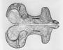 Saddle (selle); so-called 'Tratzberg Saddle' (Top)